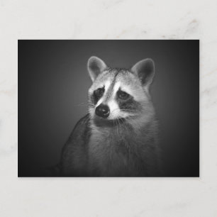 Cartão Postal Cartão-postal Raccoon