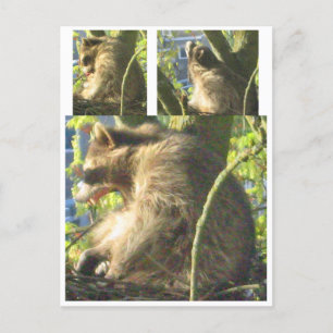 Cartão Postal Cartão-postal Raccoon Yawning
