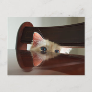 Cartão Postal Cartão-postal Ragdoll Cat Peeking