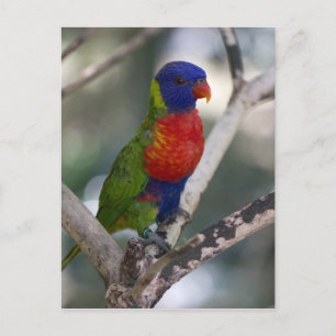 Cartão Postal Cartão-postal Rainbow Lorikeet