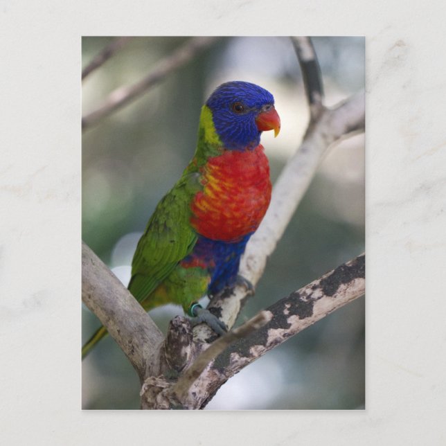 Cartão Postal Cartão-postal Rainbow Lorikeet (Frente)