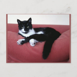 Cartão Postal Cartão-postal - Rainha Cat - Beleza Animal