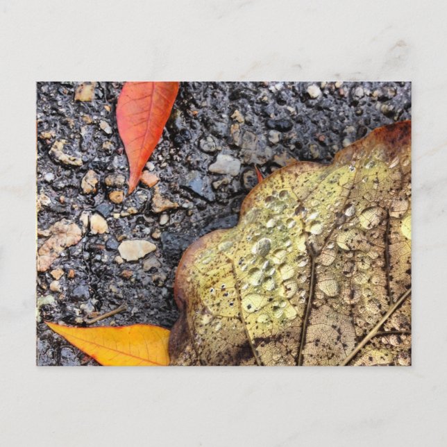 Cartão Postal Cartão-postal Rainy Folaves (Frente)