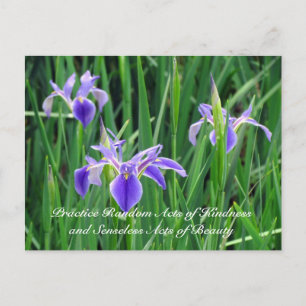 Cartão Postal Cartão-postal Random Act of Kindess - Purple Iris