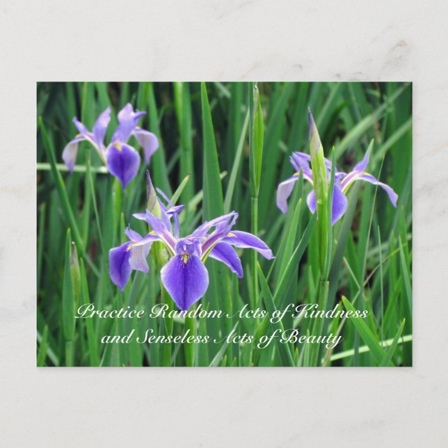 Cartão Postal Cartão-postal Random Act of Kindess - Purple Iris (Frente)