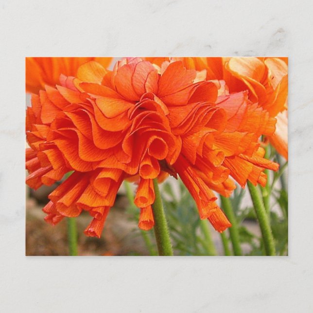 Cartão Postal Cartão-postal Ranunculus Ruffled (Frente)