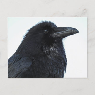 Cartão Postal Cartão-postal Raven
