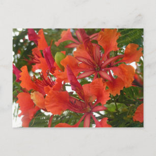 Cartão Postal Cartão-postal Real Poinciana