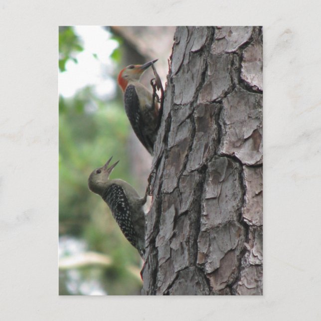 Cartão Postal Cartão-postal Red-bellying Masculino e Folheto (Frente)