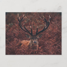 Cartão Postal Cartão-postal Red Deer Amidst Bracken