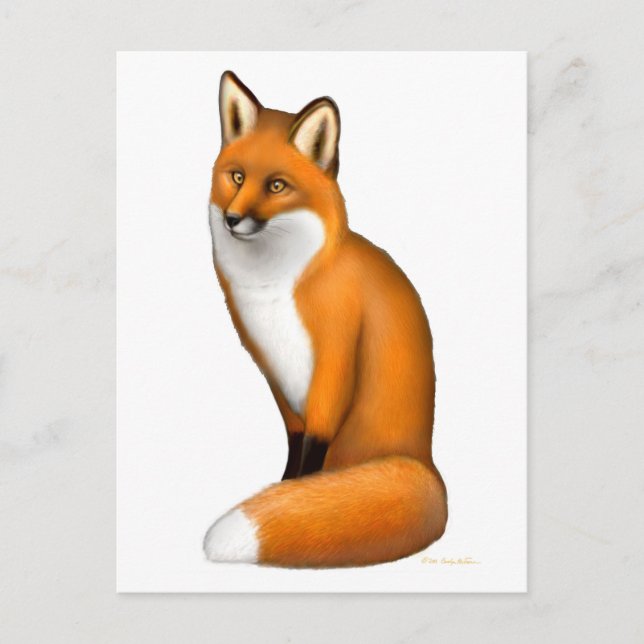 Cartão Postal Cartão-postal Red Fox (Frente)