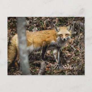 Cartão Postal Cartão-postal Red Fox