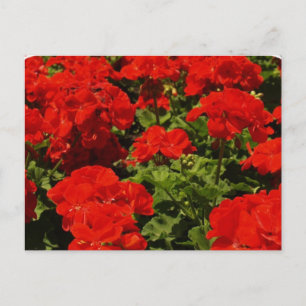 Cartão Postal Cartão-postal Red Geraniums