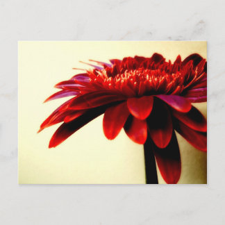 Cartão Postal Cartão-postal Red Gerbera
