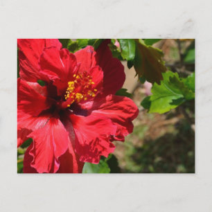 Cartão Postal Cartão-postal Red Hibiscus