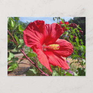 Cartão Postal Cartão-postal Red Hibiscus Macro
