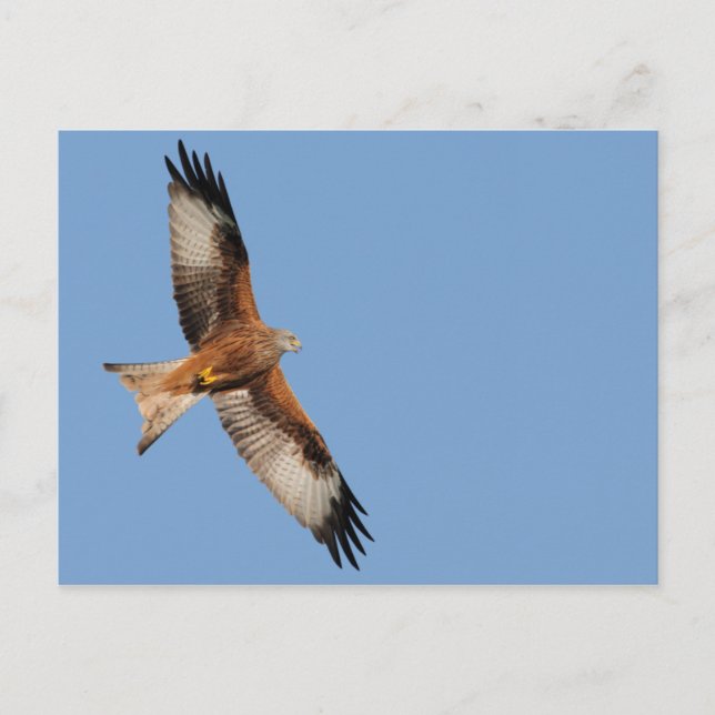 Cartão Postal Cartão-postal Red Kite (Frente)