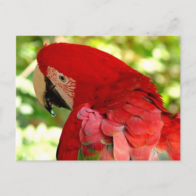 Cartão Postal Cartão-postal Red Macaw (Frente)