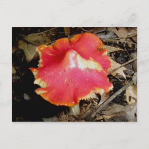 Cartão Postal Cartão-postal Red Mushroom Brilhante