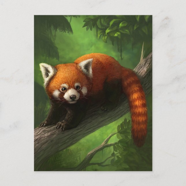 Cartão Postal Cartão-postal Red Panda (Frente)