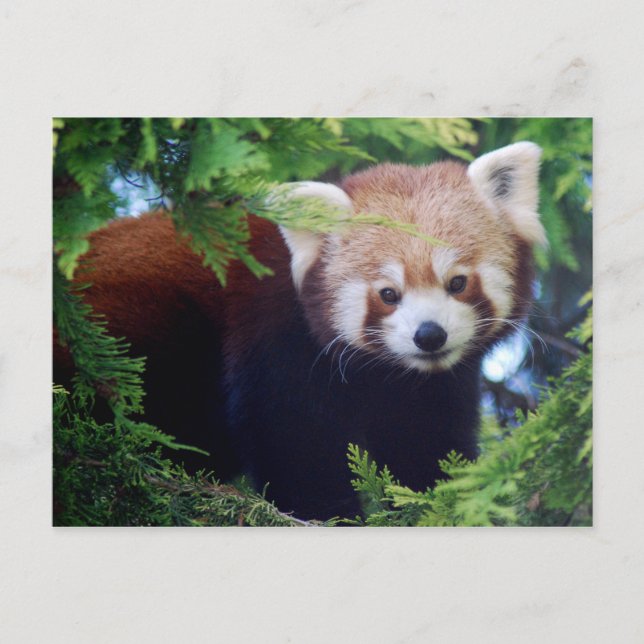 Cartão Postal Cartão-postal Red Panda (Frente)
