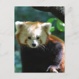 Cartão Postal Cartão-postal Red Panda Adorável