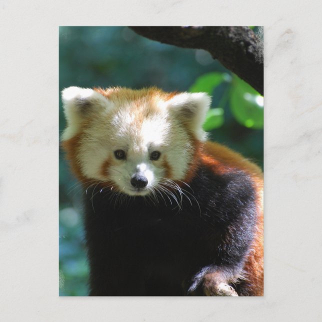 Cartão Postal Cartão-postal Red Panda Adorável (Frente)