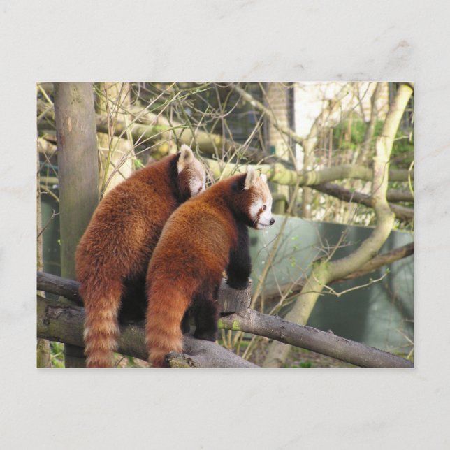 Cartão Postal Cartão-postal Red Pandas (Frente)