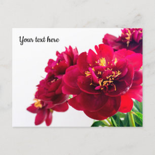 Cartão Postal Cartão-postal Red Peony