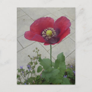Cartão Postal Cartão-postal Red Purple Poppy Flower DIY