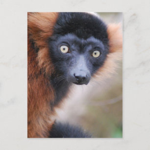 Cartão Postal Cartão-postal Red Ruffed Lemur
