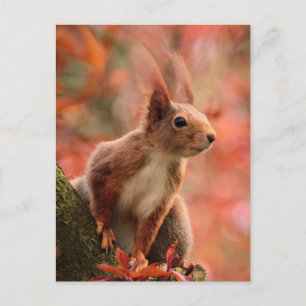 Cartão Postal Cartão-postal Red Squirrel no outono/Queda