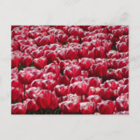 Cartão-postal Red White Tulips Padrão DIY