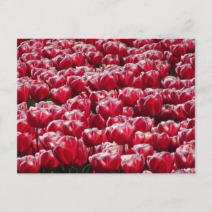 Cartão Postal Cartão-postal Red White Tulips Padrão DIY