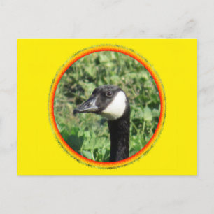Cartão Postal Cartão-postal - Retrato de ganso