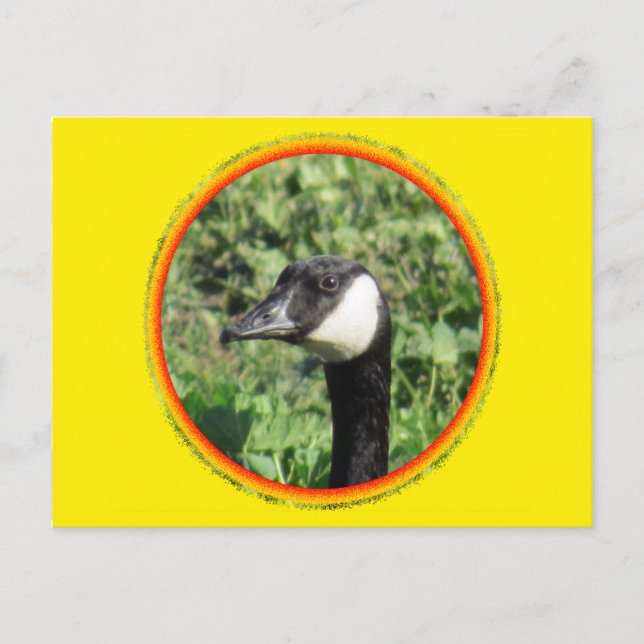Cartão Postal Cartão-postal - Retrato de ganso (Frente)