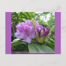 Cartão Postal Cartão-postal Rhododendron Roxo