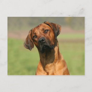 Cartão Postal Cartão-postal Ridgeback da Rodésia