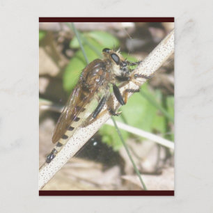 Cartão Postal Cartão-postal Rober Fly