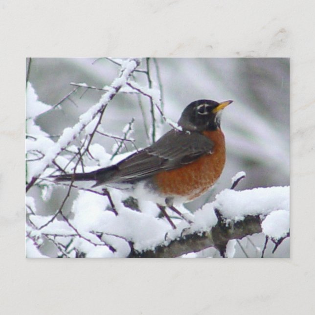 Cartão Postal Cartão-postal Robin Bird Americano (Frente)