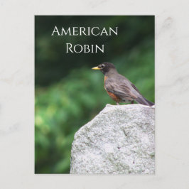 Cartão Postal Cartão-postal Robin Bird Americano