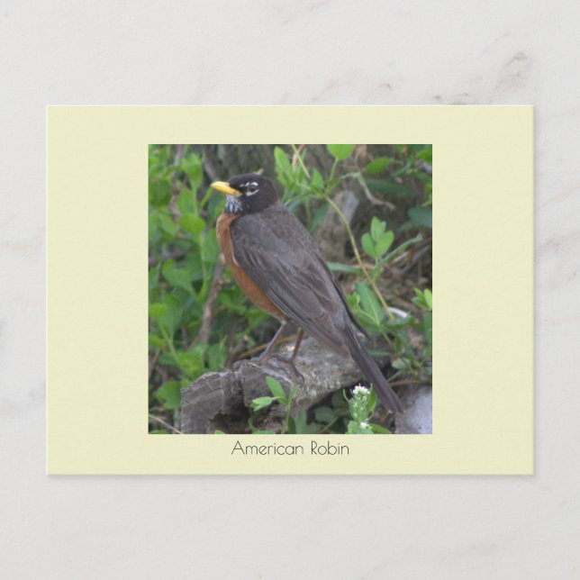 Cartão Postal Cartão-postal Robin Photo (Frente)