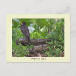 Cartão Postal Cartão-postal Robin Photo