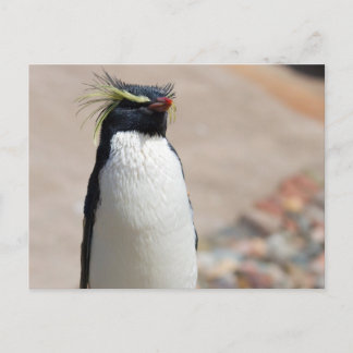 Cartão Postal Cartão-postal Rockhopper Penguin