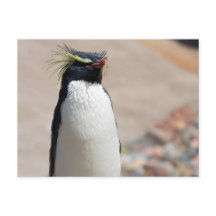 Cartão-postal Rockhopper Penguin
