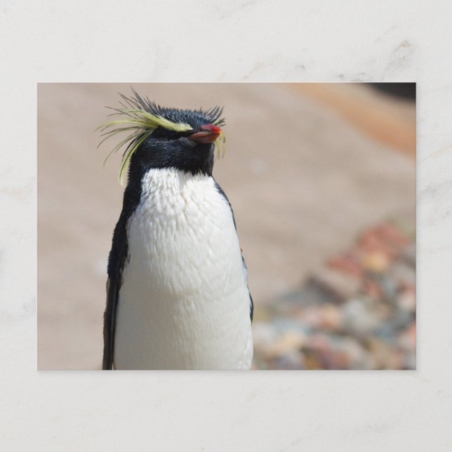 Cartão Postal Cartão-postal Rockhopper Penguin (Frente)