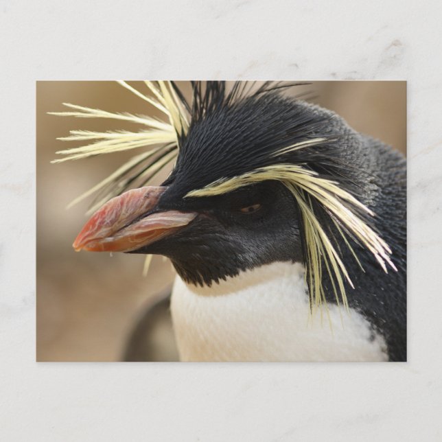 Cartão Postal Cartão-postal Rockhopper Penguin (Frente)