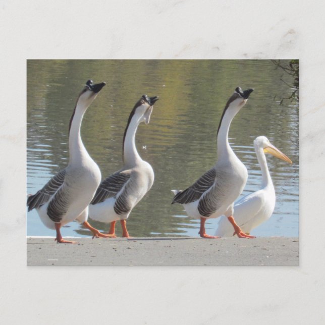 Cartão Postal Cartão-postal - Rolando ao Lakeside (Frente)