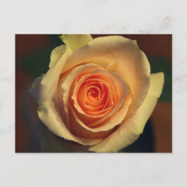 Cartão Postal Cartão-postal rosa amarelo