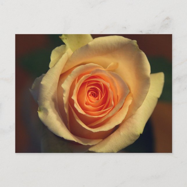 Cartão Postal Cartão-postal rosa amarelo (Frente)